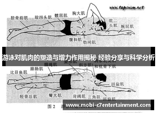 游泳对肌肉的塑造与增力作用揭秘 经验分享与科学分析