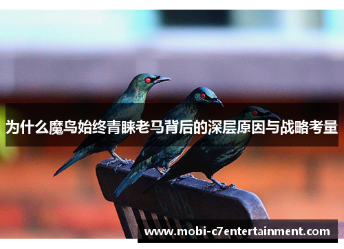 为什么魔鸟始终青睐老马背后的深层原因与战略考量
